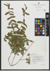 Foto von Salix amplexicaulis Bory